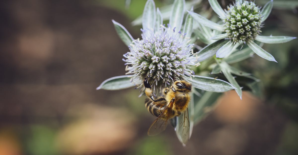 découvrez une sélection des meilleurs magazines de jardinage, offrant des conseils, des astuces et des inspirations pour transformer votre jardin en un véritable havre de paix. plongez dans l'univers des plantes, des fleurs et des techniques de jardinage grâce à nos revues spécialisées.