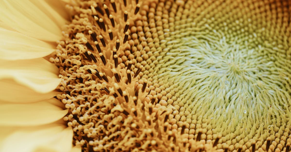 découvrez les meilleures foires aux plantes, où passionnés et jardiniers se rencontrent pour échanger des conseils, dénicher des espèces rares et s'inspirer des dernières tendances en horticulture. participez à des ateliers, admirez des créations florales et partez avec des trésors pour embellir votre jardin.