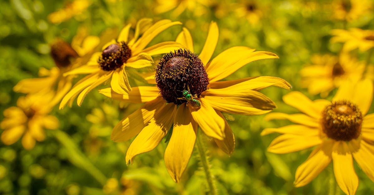 découvrez les meilleures foires aux plantes, où passionnés et amateurs se réunissent pour explorer une vaste sélection de fleurs, arbustes et plantes d'intérieur. profitez d'ateliers, de conseils d'experts et d'une ambiance conviviale pour tout savoir sur le jardinage et la botanique.