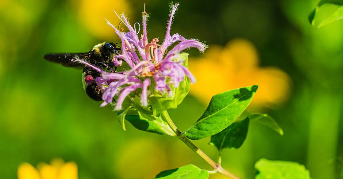 découvrez les meilleures foires aux plantes, un paradis pour les passionnés de jardinage. explorez une variété incroyable de plantes, fleurs et conseils d'experts pour embellir votre espace vert.
